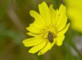 Calocoris nemoralis